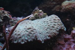 Killikus&reg; Fotographie